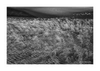 Great Sand Dunes, Colorado 292