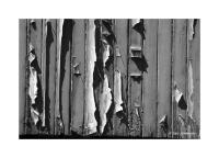 Cracked Paint, Railroad Car, Golden, Colorado 359