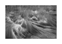 Grasses at Barr Lake, Colorado 238