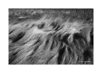 Grasses at Barr Lake, Colorado 235