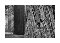 Redwoods, California 72