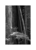 Redwoods, California 70
