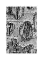Tree Bark, Mueller Park, Colorado 106