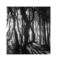 Trees, Oregon Coast 129