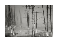 Yellowstone Trees 115